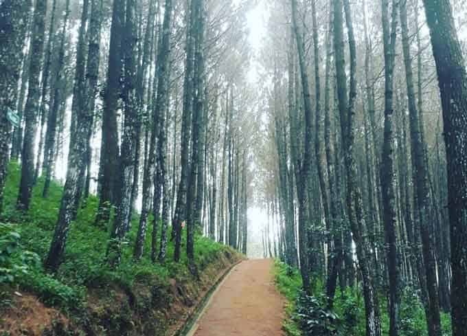 Hutan Pinus, Spot Menarik dan Kegiatan Wisata yang Bisa Dilakukan di Puncak Bintang, Harga Tiket dan Jam Operasional, Fasilitas di Puncak Bintang, Alamat dan Akses Transportasi, Hotel di Sekitar Puncak Bintang