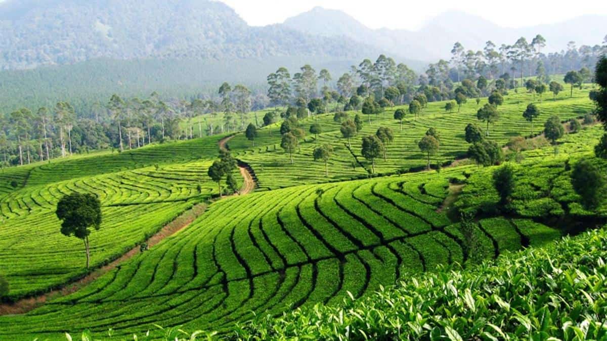 Kebun Teh, Wahana dan Spot Populer, Fasilitas CIC, Harga Tiket Masuk dan Jam Operasional, Alamat dan Akses Transportasi, Penginapan di Sekitar Ciwangun Indah Camp