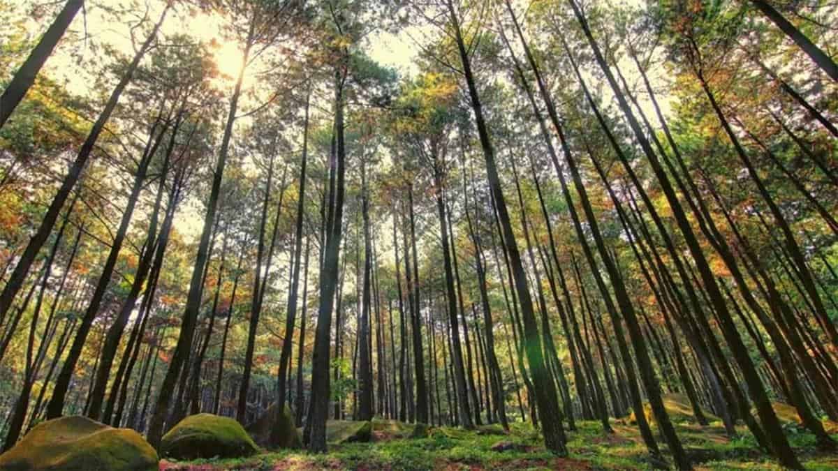 Hutan Pinus, 1. Kebun Buah Mangunan, 2. Air Terjun Lepo Dlingo, 3. Makam Raja Imogiri, 4. Puncak Becici, 5. Pantai Cemara Sewu, 6. Bukit Panguk Kediwung, 7. Goa Cerme, 8. Bukit Mojo Gumelem, 9. Hutan Pinus, 10. Tebing Watu Mabur