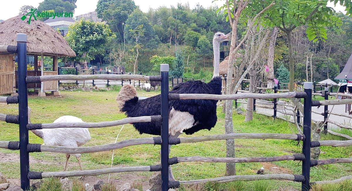 Zoo Area, Wahana dan Spot Populer, Harga Tiket Masuk & Jam Operasional Lembang Park & Zoo, Fasilitas, Alamat dan Akses Transportasi, Hotel di Sekitar Lembang Park and Zoo