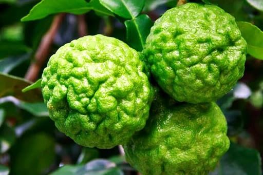 Jeruk Jepara, 1. Kacang Oven Jepara, 2. Carang Madu, 3. Durian Petruk, 4. Kerupuk Tengiri, 5. Jeruk Jepara, 6. Kerupuk Bawang, 7. Sambal Samtis, 8. Tempong atau Blenyik, 9. Kerajinan Monel Kalinyamatan, 10. Kaos Qimo