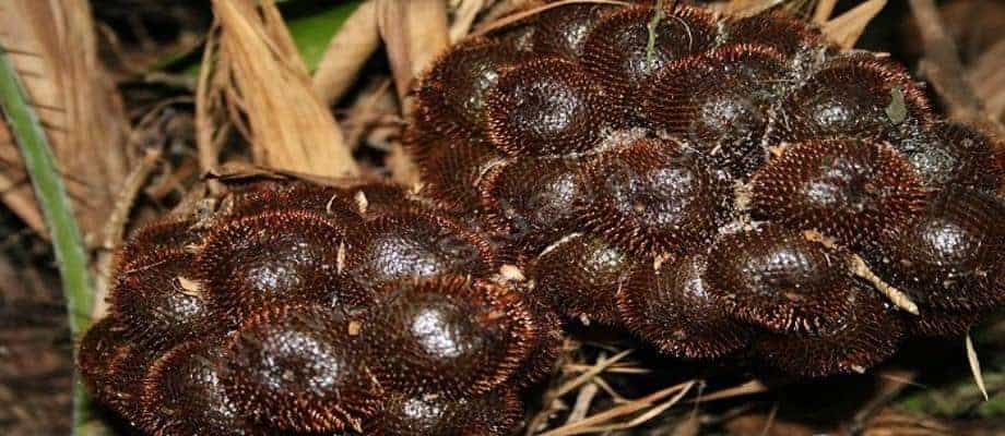 Salak Wedi, 1. Ledre, 2. Ender-Ender, 3. Balung Kuwuk, 4. Belimbing Ngringinrejo, 5. Unthuk Yuyu, 6. Keripik Pisang, 7. Salak Wedi, 8. Kerupuk Klenteng, 9. Keripik Jahe, 10. Kerajinan Pelepah Pisang