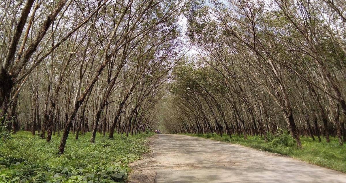 Kebun Karet Trikora, 1. Pantai Embe, 2. Taman Batu Granit, 3. Kebun Karet Trikora, 4. Pemandian Air panas Way Belerang, 5. Gunung Rajabasa, 6. Air Terjun Way Kalam, 7. Pantai Alau-Alau Kalianda, 8. Menara Siger, 9. Pulau Sebesi, 10. Pulau Sebuku