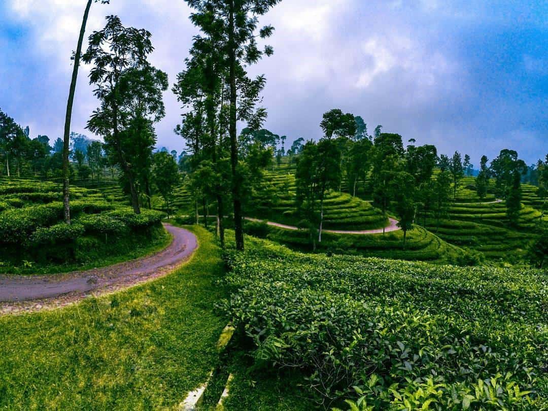 Kebun Teh Pagilaran, 1. Pantai Jodo, 2. Sikembang Park, 3. Bukit Srigunung, 4. Curug Gombong, 5. Pantai Sigandu, 6. Kebun Teh Pagilaran, 7. Telaga Dringo, 8. Batang Dolphin Center, 9. Bukit Sipandu, 10. Puncak Patran