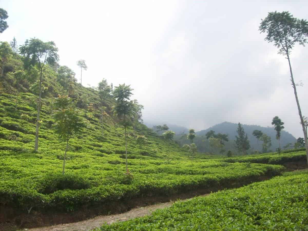 Perkebunan Teh Medini, 1. Tirta Nusantara, 2. Agrowisata Ngebruk Patean, 3. Pantai Jomblom, 4. Curug Sewu, 5. Gua Kiskendo, 6. Pemandian Air Panas Nglimut, 7. Perkebunan Teh Medini, 8. Danau Banaran, 9. Curug Glawe, 10. Bukit Selo Arjuno