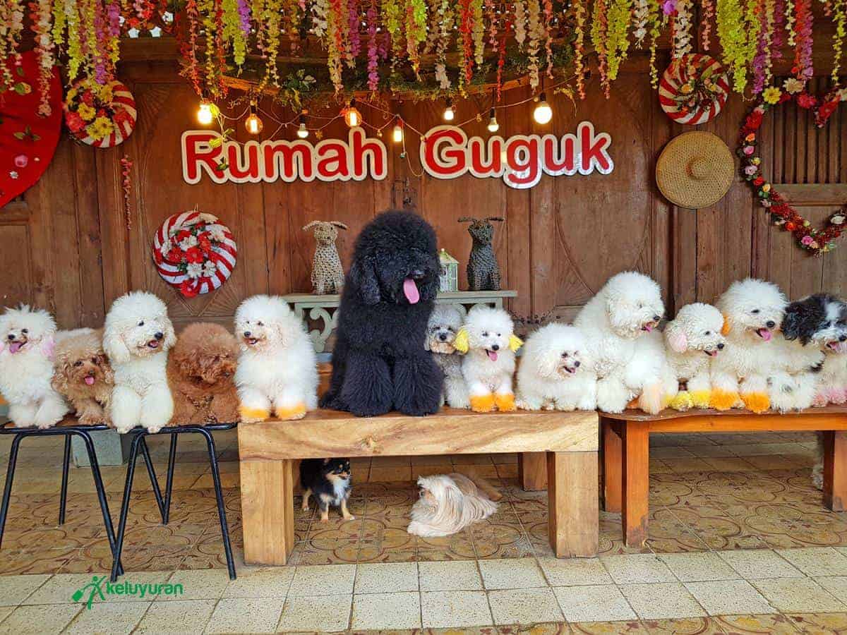 spot foto, Wahana atau Spot Menarik di Rumah Guguk, Spot Foto, Fasilitas, Lokasi dan Akses Transportasi