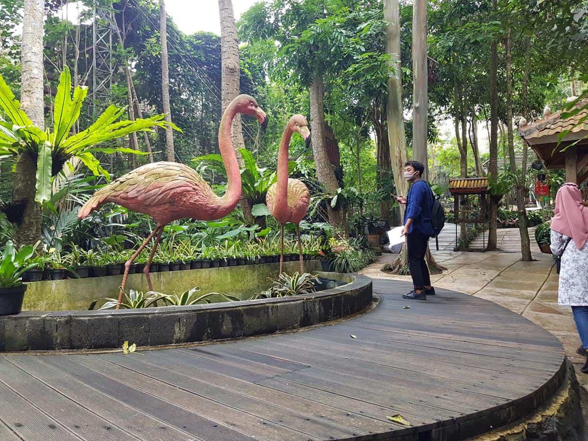 Area Parrot dan Merpati