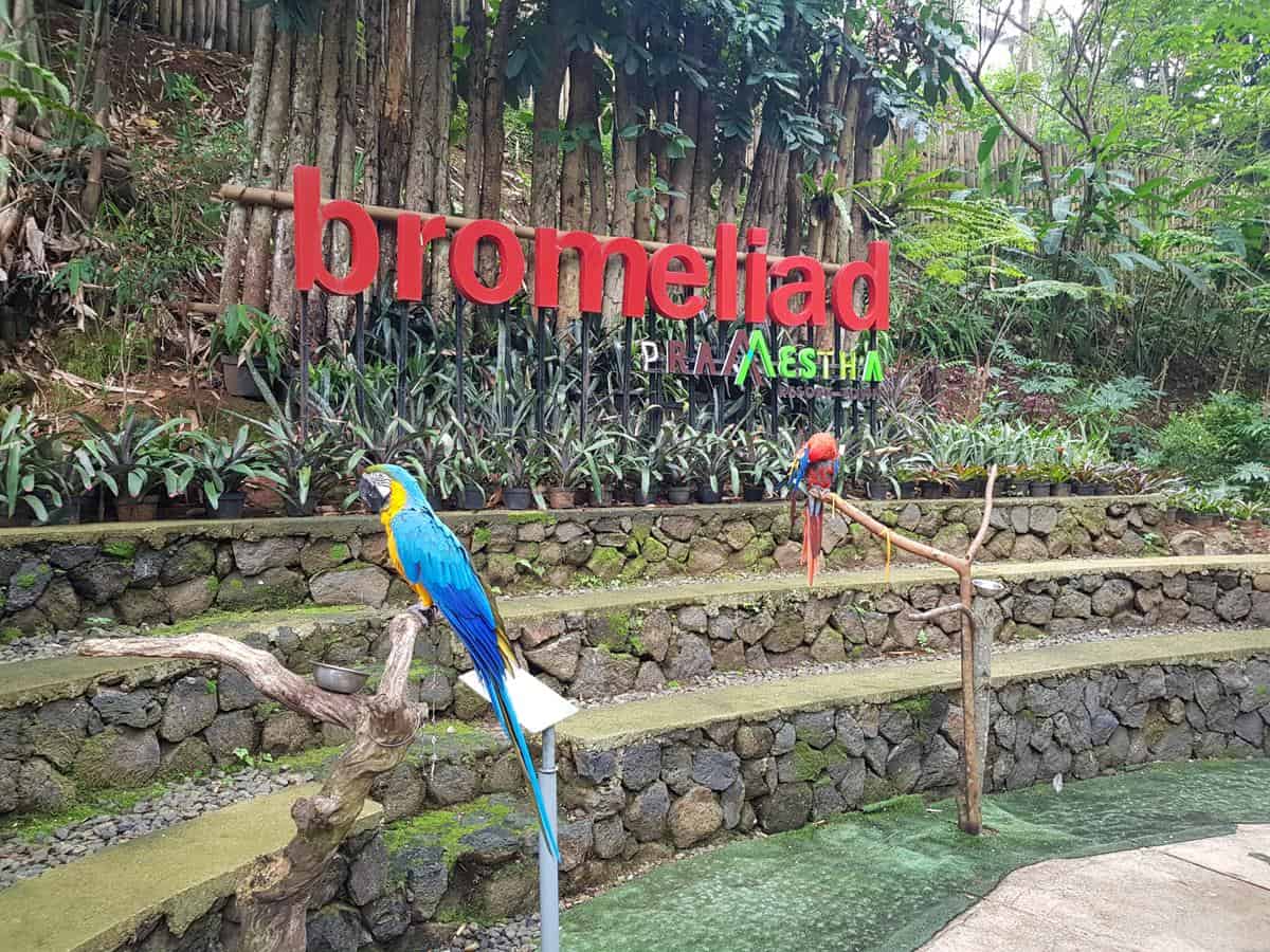Area Parrot dan Merpati
