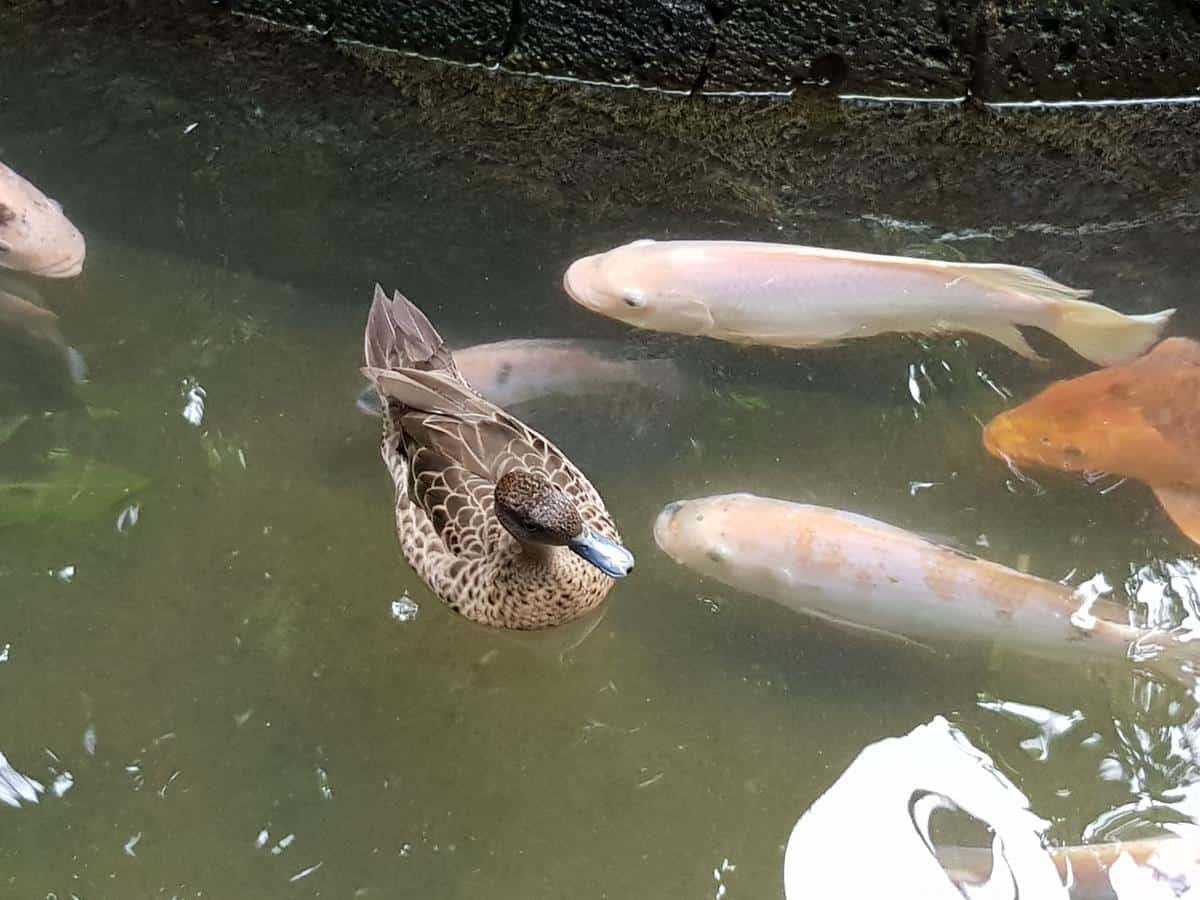 Area Burung Kecil dan Hewan Lainnya2