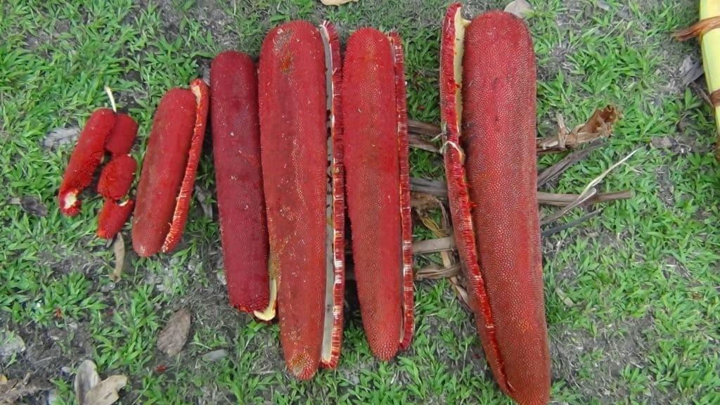 Buah Merah, 1. Batik Papua, 2. Noken, 3. Abon Gulung, 4. Keripik Keladi, 5. Buah Merah, 6. Rumah Kaki Seribu Suku Arfak, 7. Kopi Arfak