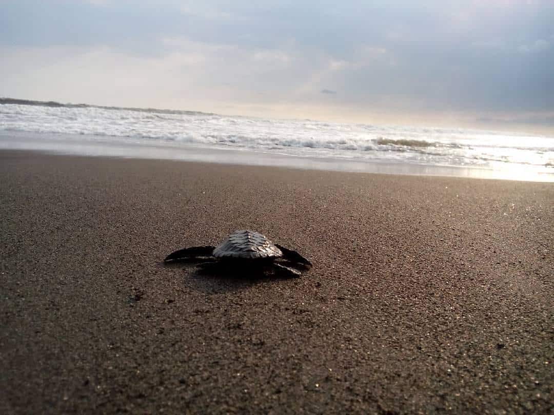 Pantai Trisik, 1. Pantai Congot, 2. Pantai Glagah, 3. Pantai Pasir Kadilangu, 4. Pantai Bugel, 5. Pantai Trisik