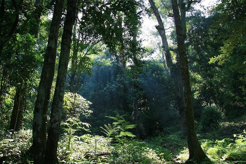 Taman Nasional Gunung Palung (Kalimantan Barat), 1. Taman Nasional Tanjung Puting (Kalimantan Tengah), 2. Taman Nasional Kutai (Kalimantan Timur), 3. Taman Nasional Gunung Palung (Kalimantan Barat), 4. Taman Nasional Bukit Baka Bukit Raya (Kalbar), 5. Taman Nasional Betung Kerihun (Kalimantan Barat), 6. Taman Nasional Kayan Mentarang (Kalimantan Utara), 7. Taman Nasional Danau Sentarum (Kalimantan Barat), 8. Taman Nasional Sebangau (Kalimantan Tengah)