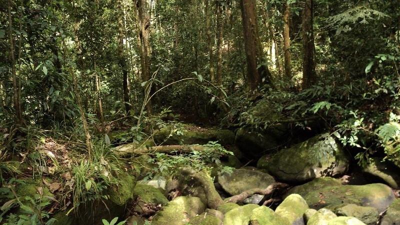 Taman Nasional Kayan Mentarang (Kalimantan Utara), 1. Taman Nasional Tanjung Puting (Kalimantan Tengah), 2. Taman Nasional Kutai (Kalimantan Timur), 3. Taman Nasional Gunung Palung (Kalimantan Barat), 4. Taman Nasional Bukit Baka Bukit Raya (Kalbar), 5. Taman Nasional Betung Kerihun (Kalimantan Barat), 6. Taman Nasional Kayan Mentarang (Kalimantan Utara), 7. Taman Nasional Danau Sentarum (Kalimantan Barat), 8. Taman Nasional Sebangau (Kalimantan Tengah)