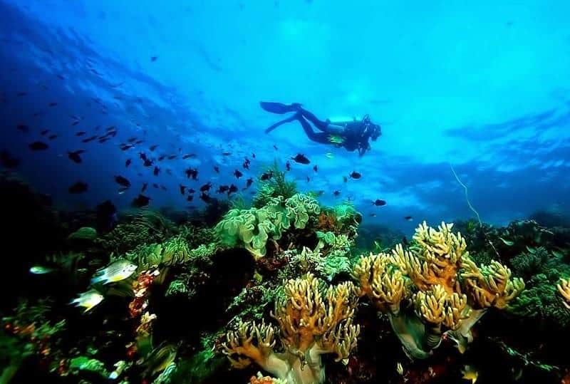 Taman Nasional Waktobi ( Sulawesi Tenggara), 1. Taman Nasional Lore Lindu (Sulawesi Tengah), 2. Taman Nasional Rawa Aopa Watumohai (Sulawesi Tenggara), 3. Taman Nasional Bogani Nani Wartabone (Sulawesi Utara), 4. Taman Nasional Bunaken (Sulawesi Utara), 6. Taman Nasional Waktobi ( Sulawesi Tenggara), 7. Taman Nasional Kepulauan Togean (Sulawesi Tengah), 8. Taman Nasional Bantimurung-Bulusaraung (Sulawesi Selatan), 9. Taman Nasional Gandang Dewata (Sulawesi Barat)