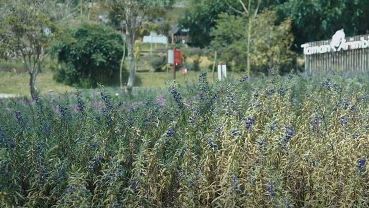 dusun bambu taman arimbi, Area Lembur Urang, Area Taman Arimbi & Galeri Flora Indonesia, Area Purbasari, Fasilitas, Harga Tiket Masuk dan Jam Operasional, Alamat dan Akses Transportasi, Penginapan di Sekitar Dusun Bambu