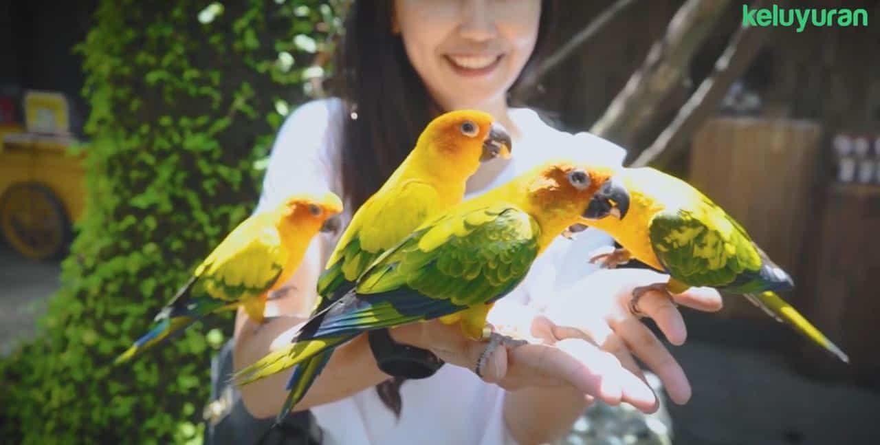 Wahana dan Spot Menarik di Farmhouse Susu Lembang, Harga Tiket dan Jam Operasional Farm House, Fasilitas di Farm House Susu Lembang, Alamat dan Akses Transportasi ke Farmhouse Susu Lembang, Hotel di Sekitar Farm House Susu Lembang