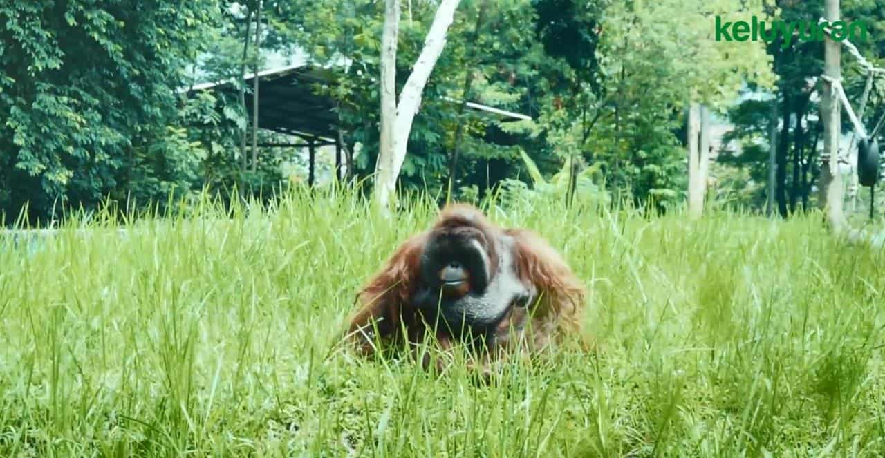 kebun binatang bandung 1, Wahana dan Spot Populer di Kebun Binatang Bandung, Koleksi Satwa, Harga Tiket dan Jam Operasional, Fasilitas di Kebun Binatang Bandung, Alamat dan Akses Transportasi, Hotel dan Penginapan Sekitar Kebun Binatang Bandung