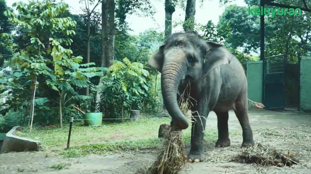 Wahana dan Spot Populer di Kebun Binatang Bandung, Koleksi Satwa, Harga Tiket dan Jam Operasional, Fasilitas di Kebun Binatang Bandung, Alamat dan Akses Transportasi, Hotel dan Penginapan Sekitar Kebun Binatang Bandung