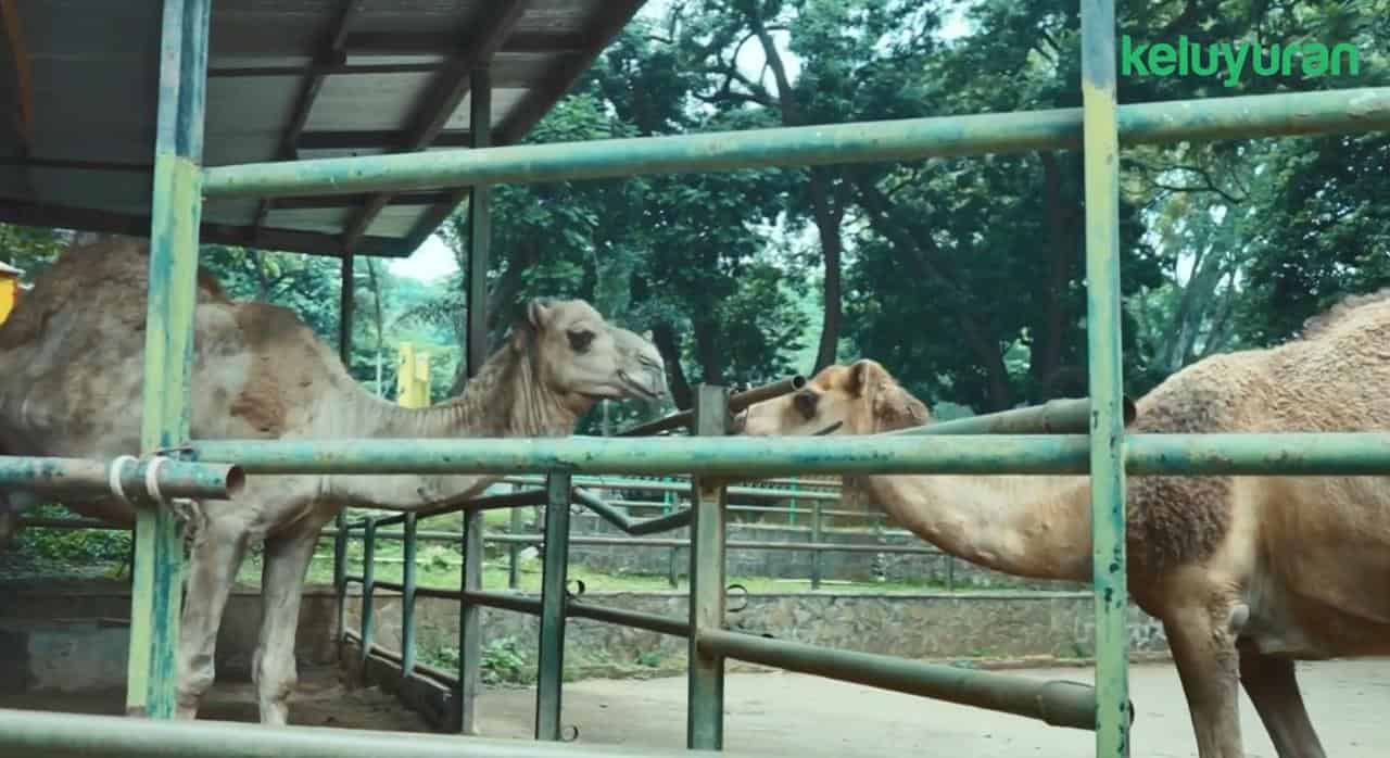 kebun binatang bandung 4, Wahana dan Spot Populer di Kebun Binatang Bandung, Koleksi Satwa, Harga Tiket dan Jam Operasional, Fasilitas di Kebun Binatang Bandung, Alamat dan Akses Transportasi, Hotel dan Penginapan Sekitar Kebun Binatang Bandung