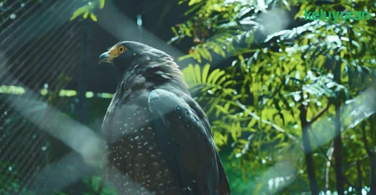 kebun binatang bandung 5, Wahana dan Spot Populer di Kebun Binatang Bandung, Koleksi Satwa, Harga Tiket dan Jam Operasional, Fasilitas di Kebun Binatang Bandung, Alamat dan Akses Transportasi, Hotel dan Penginapan Sekitar Kebun Binatang Bandung