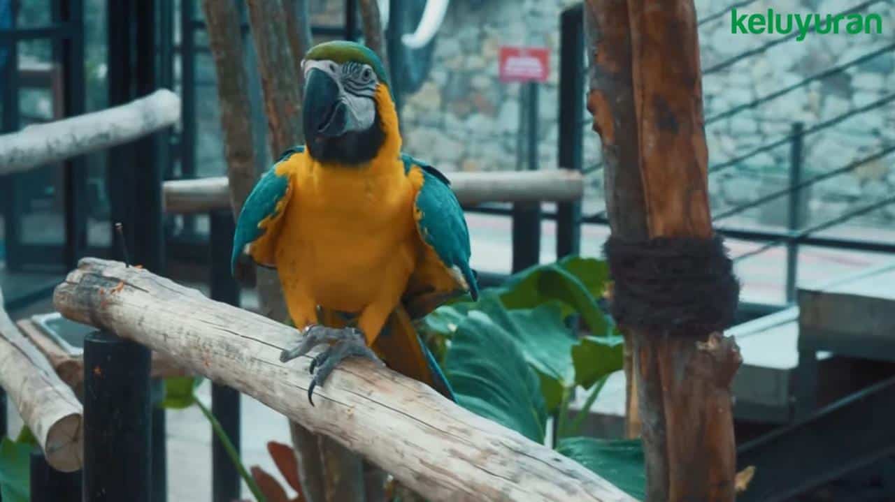 Wahana dan Spot Populer, Harga Tiket Masuk & Jam Operasional Lembang Park & Zoo, Fasilitas, Alamat dan Akses Transportasi, Hotel di Sekitar Lembang Park and Zoo