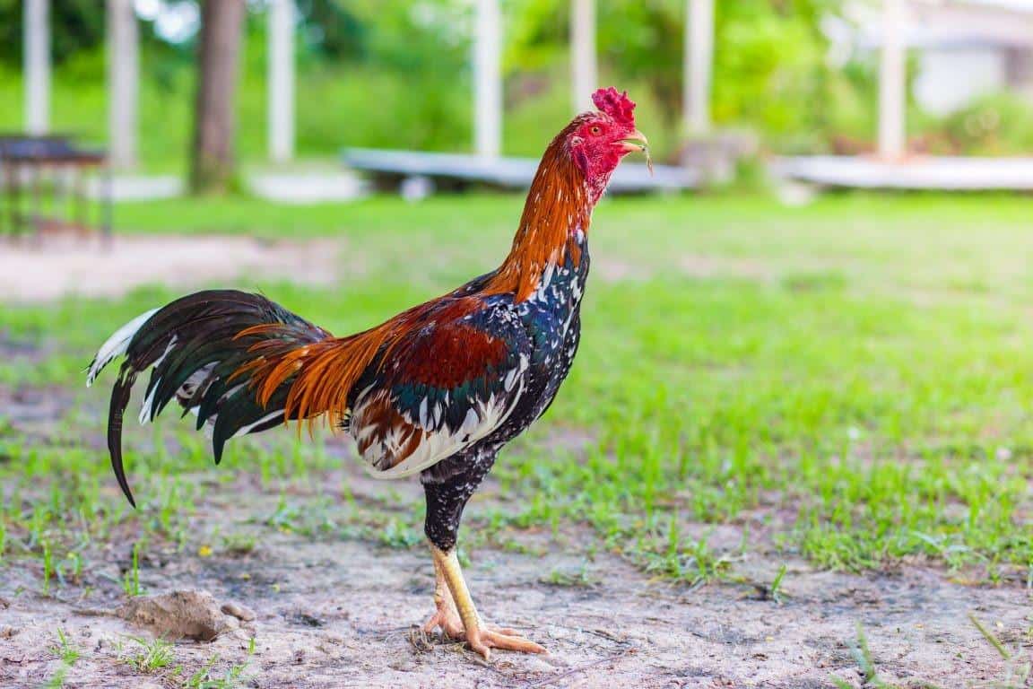 1. Tinggal di Rumah Tradisional, 2. Dipimpin oleh Pu'un, 3. Ayam Dianggap Mewah, 4. Tradisi Kawalu, 5. Melakukan Perjodohan, 6. Pakaian Setiap Suku Berbeda, 7. Tidak Memiliki Nisan, 8. Menggunakan Batang Bambu untuk Gelas, 9. Suka Bergotong Royong, 10. Suka Berjalan Kaki Tanpa Alas Kaki