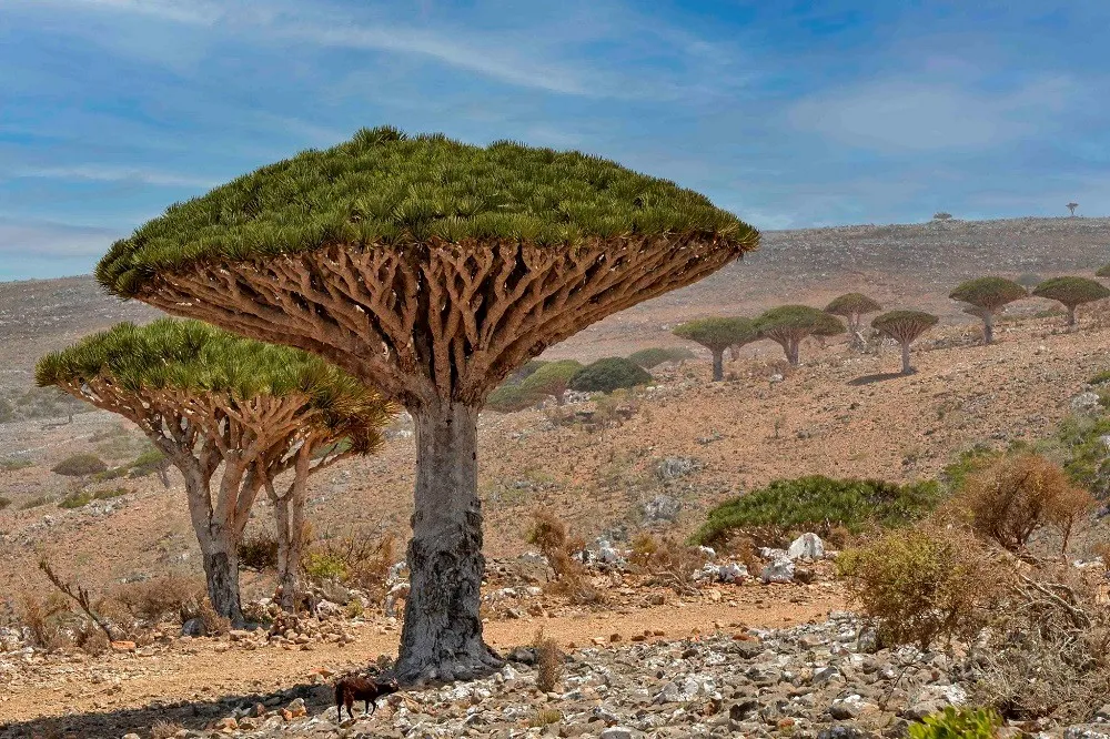 Kepulauan Socotra, 1. Kota Bersejarah Zabid, 2. Kota Tua Sana’a, 3. Kota Benteng Shibam, 4. Kepulauan Socotra, 5. Situs Arkeologi Marib, 6. Kota Bersejarah Saada, 7. Kota Bersejarah Thula, 8. Madrasah Amiriya dari Rada, 9. Jibla dan Sekitarnya, 10. Jabal Haraz