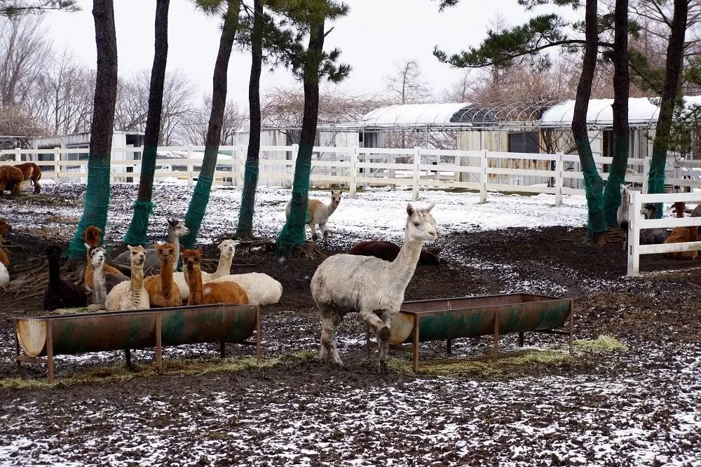 Nasu Alpaca Farm, 1. Machida Squirrel Garden, 2. Tsukuba Wan Wan Land, 3. Nasu Alpaca Farm, 4. Noboribetsu Bear Park, 5. Capybara Onsen, 6. Jigokudani Monkey Park, 7. Cat Island, 8. Okunoshima Island, 9. Nara Deer Park, 10. Arashiyama Monkey Park Iwatayama