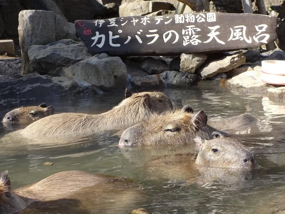 Capybara Onsen, 1. Machida Squirrel Garden, 2. Tsukuba Wan Wan Land, 3. Nasu Alpaca Farm, 4. Noboribetsu Bear Park, 5. Capybara Onsen, 6. Jigokudani Monkey Park, 7. Cat Island, 8. Okunoshima Island, 9. Nara Deer Park, 10. Arashiyama Monkey Park Iwatayama