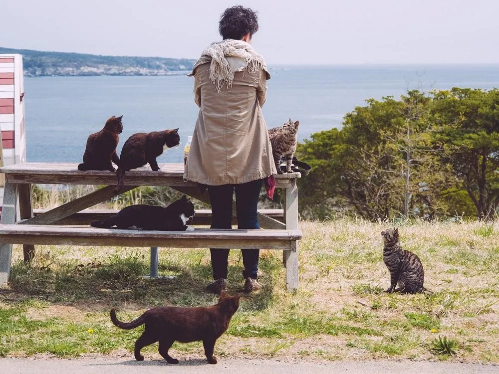 Cat Island, 1. Machida Squirrel Garden, 2. Tsukuba Wan Wan Land, 3. Nasu Alpaca Farm, 4. Noboribetsu Bear Park, 5. Capybara Onsen, 6. Jigokudani Monkey Park, 7. Cat Island, 8. Okunoshima Island, 9. Nara Deer Park, 10. Arashiyama Monkey Park Iwatayama
