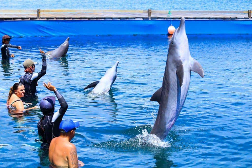 Dolphin Lodge Bali, 1. Kolam Renang Aria , 2. Amarta Regis Pool, 3. Augi Sport Center , 4. Citraland Waterpark , 5. Tirta Ayu Sanur, 6. MU Sport Club , 7. Besakih Beach Hotel Pool & Bar, 8. Tirta Jaya Abadi Pool, 9. Mimba Pool dan Spa, 10. Dolphin Lodge Bali