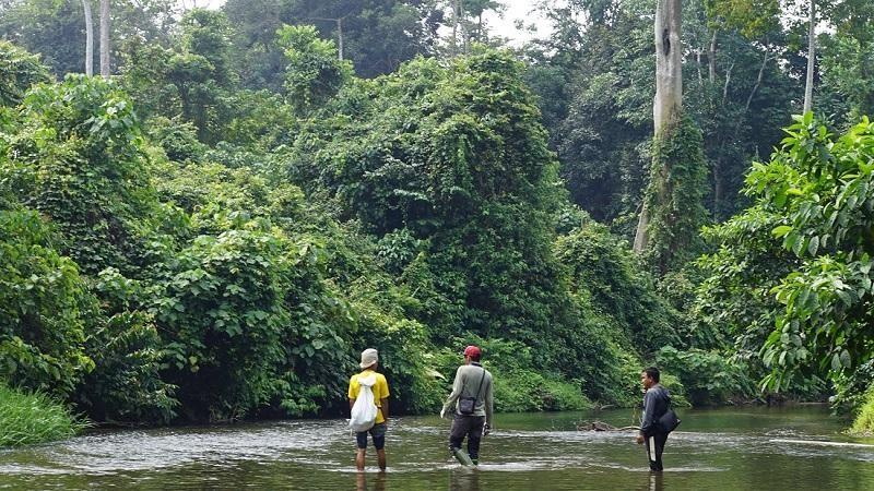 Taman Nasional Bukit Tiga Puluh (Riau &amp; Jambi), 1. Taman Nasional Gunung Leuser (Aceh), 2. Taman Nasional Way Kambas (Lampung), 3. Taman Nasional Berbak (Jambi), 4. Taman Nasional Siberut (Sumatera Barat), 5. Taman Nasional Bukit Tiga Puluh (Riau &amp; Jambi), 6. Taman Nasional Kerinci Seblat (Sumatera Barat, Sumatera Selatan, Jambi, dan Bengkulu), 7. Taman Nasional Bukit Barisan Selatan (Lampung &amp; Bengkulu), 8.  Taman Nasional Bukit Dua Belas (Jambi), 9. Taman Nasional Batang Gadis (Sumatera Utara), 10. Taman Nasional Tesso Nilo (Riau)
