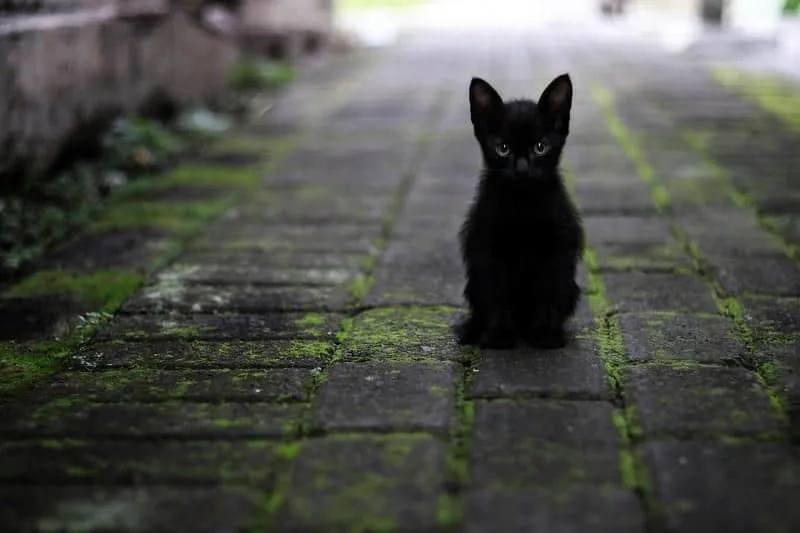 Nabrak Ucing Garong Bari Jeung Teu Dikuburkeun Bakal Sial 7 Poe_, 1. Ulah Kaluar Imah Sareupna , 2. Ulah Ngaremeh, 3. Ulah Neukteukan Kuku Ti Peuting , 4. Ulah Cicing di Lawong Panto , 5. Ulah Dahar Bari Ceplak , 6. Parawan atau Jajaka Ulah Dahar Dina Cowet , 7. Ulah Heheotan di Imah , 8. Ulah Hudang Beurang , 9. Nabrak Ucing Garong Bari Jeung Teu Dikuburkeun Bakal Sial 7 Poe , 10. Ulah Meuli atau ngajual Uyah Ti Peuting