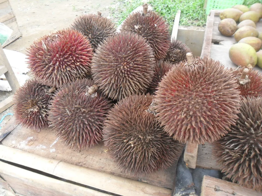 Lahung, 1. Rambai, 3. Keledang, 4. Kasturi, 5. Lahung, 6. Asam Putar, 7. Ucong, 8. Bemotong, 9. Ramania, 10. Mundar