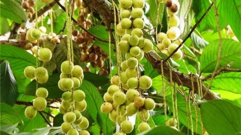 Rambai, 1. Rambai, 3. Keledang, 4. Kasturi, 5. Lahung, 6. Asam Putar, 7. Ucong, 8. Bemotong, 9. Ramania, 10. Mundar