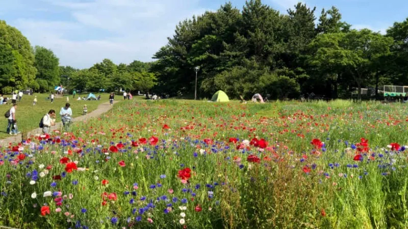 Taman Kasai Rinkai, 1. Shinjuku Gyoen, 2. Taman Ueno, 3. Taman Yoyogi, 4. Taman Showa Kinen, 5. Taman Shiba, 6. Taman Kasai Rinkai, 7. Taman Tepi Laut Odaiba, 8. Taman Timur Istana Kekaisaran, 9. Taman Inokashira, 10. Taman Rikugien