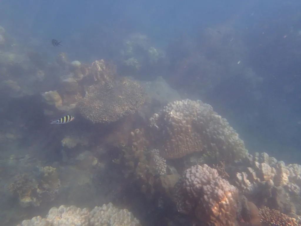 Snorkeling, Spot Menarik di Pulau Putri, Harga Tiket dan Jam Operasional, Fasilitas, Alamat dan Akses Transportasi ke Pulau Putri, Tempat Menginap di Pulau Putri