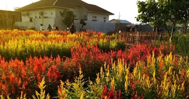 Taman Bunga Celosia, 1. Taman Bunga Celosia, 2. Taman Merdeka Kota Binjai, 3. Taman Selfie, 4. Taman Remaja Binjai, 5. Taman Balita Kota Binjai, 6. Taman Edukasi