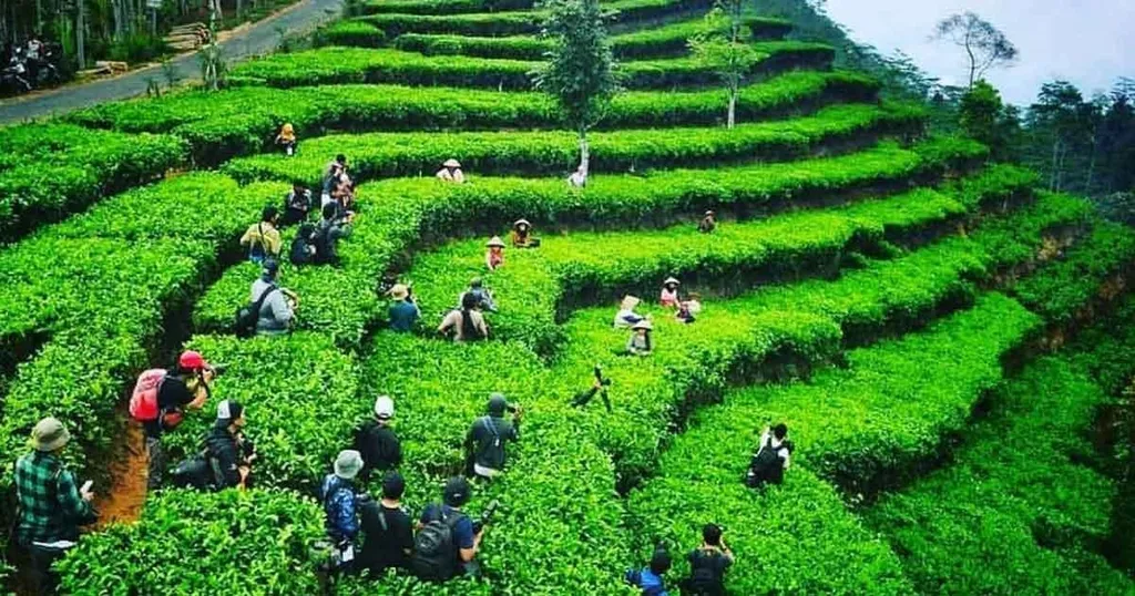 Desa Wisata Nglinggo, 1. Desa Wisata Kembang Arum, 2. Desa Wisata Tembi, 3. Desa Wisata Kaki Langit, 4. Desa Wisata Ketingan, 5. Desa Wisata Rejowinangun, 6. Desa Wisata Nglinggo, 7. Desa Wisata Tinalah, 8. Desa Wisata Petingsari, 9. Desa Wisata Candran, 10. Desa Wisata Sambirejo