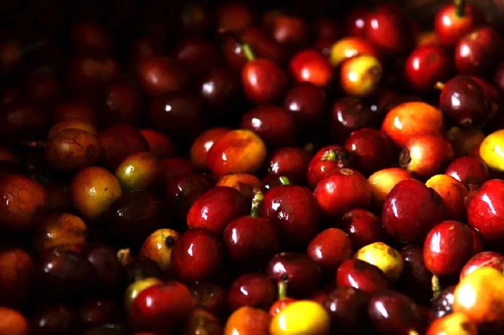 Kopi Ciwidey, 1. Kopi Malabar, 2. Kopi Gunung Puntang, 3. Kopi Ciwidey, 4. Kopi Mekarwangi, 5. Kopi Java Cibeber, 6. Kopi Palasari, 7. Kopi Cikuray, 8. Kopi Papandayan, 9. Kopi Gunung Halu