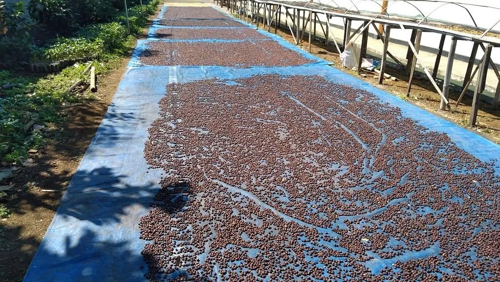 Kopi Cikuray, 1. Kopi Malabar, 2. Kopi Gunung Puntang, 3. Kopi Ciwidey, 4. Kopi Mekarwangi, 5. Kopi Java Cibeber, 6. Kopi Palasari, 7. Kopi Cikuray, 8. Kopi Papandayan, 9. Kopi Gunung Halu