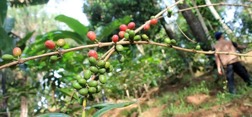 Kopi Gunung Puntang, 1. Kopi Malabar, 2. Kopi Gunung Puntang, 3. Kopi Ciwidey, 4. Kopi Mekarwangi, 5. Kopi Java Cibeber, 6. Kopi Palasari, 7. Kopi Cikuray, 8. Kopi Papandayan, 9. Kopi Gunung Halu
