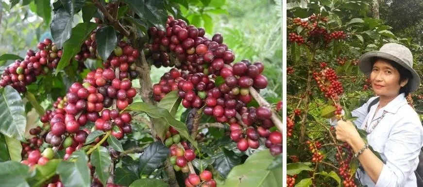 Kopi Java Cibeber, 1. Kopi Malabar, 2. Kopi Gunung Puntang, 3. Kopi Ciwidey, 4. Kopi Mekarwangi, 5. Kopi Java Cibeber, 6. Kopi Palasari, 7. Kopi Cikuray, 8. Kopi Papandayan, 9. Kopi Gunung Halu