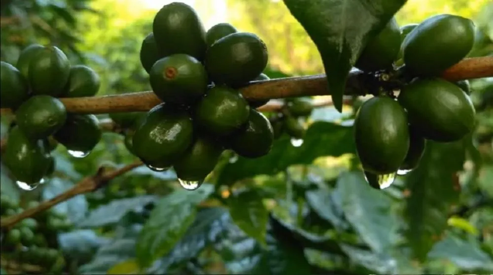 Kopi Papandayan, 1. Kopi Malabar, 2. Kopi Gunung Puntang, 3. Kopi Ciwidey, 4. Kopi Mekarwangi, 5. Kopi Java Cibeber, 6. Kopi Palasari, 7. Kopi Cikuray, 8. Kopi Papandayan, 9. Kopi Gunung Halu