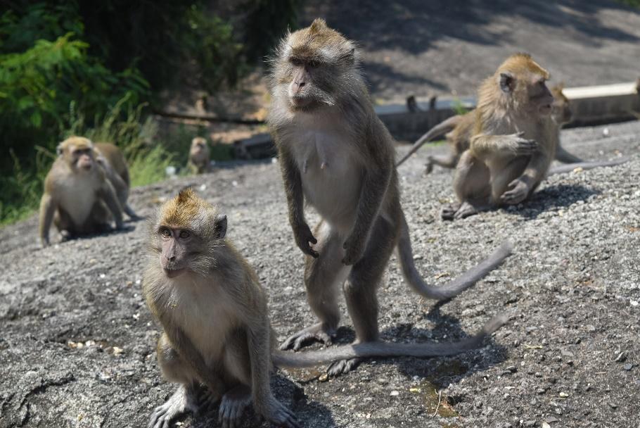 Ubud Monkey Forest in Bali Indonesia