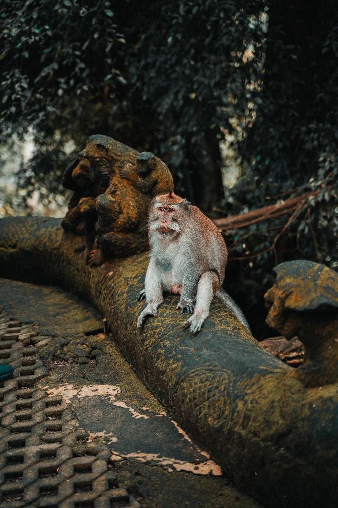 Ubud Monkey Forest in Bali Indonesia