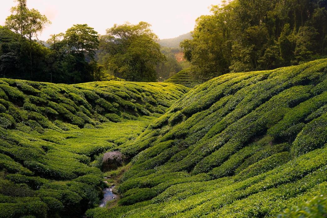 10 Top Things to Do in Malaysia