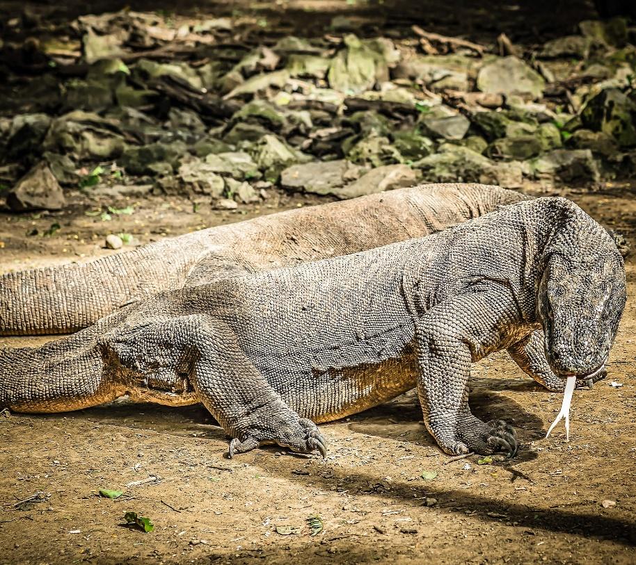 Komodo Island, Land of The Last Dragons in Indonesia