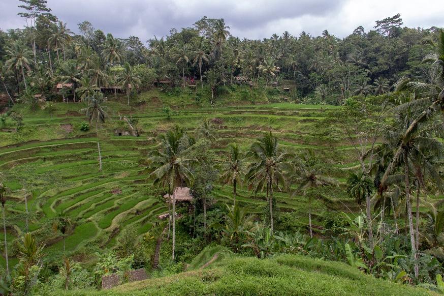 10 Things You Must Do in Ubud, Bali (2025), 1. Campuhan Ridge Walk, 2. Tegalalang Rice Fields, 3. Dive in The Waterfalls in Ubud, 4. Ayung River Rafting , 5. Goa Gajah (Elephant Cave), 6. Ubud Monkey Forest, 7. Practice Yoga, 8. Museum Hopping, 9. Shop at The Art Market, 10. Visit Pura Saren Agung