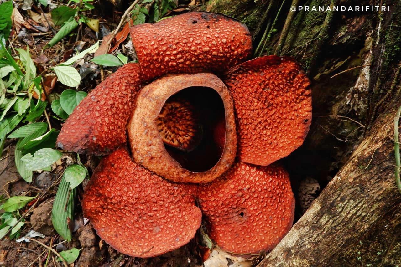 Rafflesia Arnoldii – The Largest Flower in The World is in Indonesia